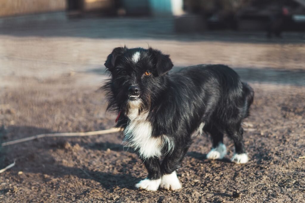 Black and white terrier standing on a path