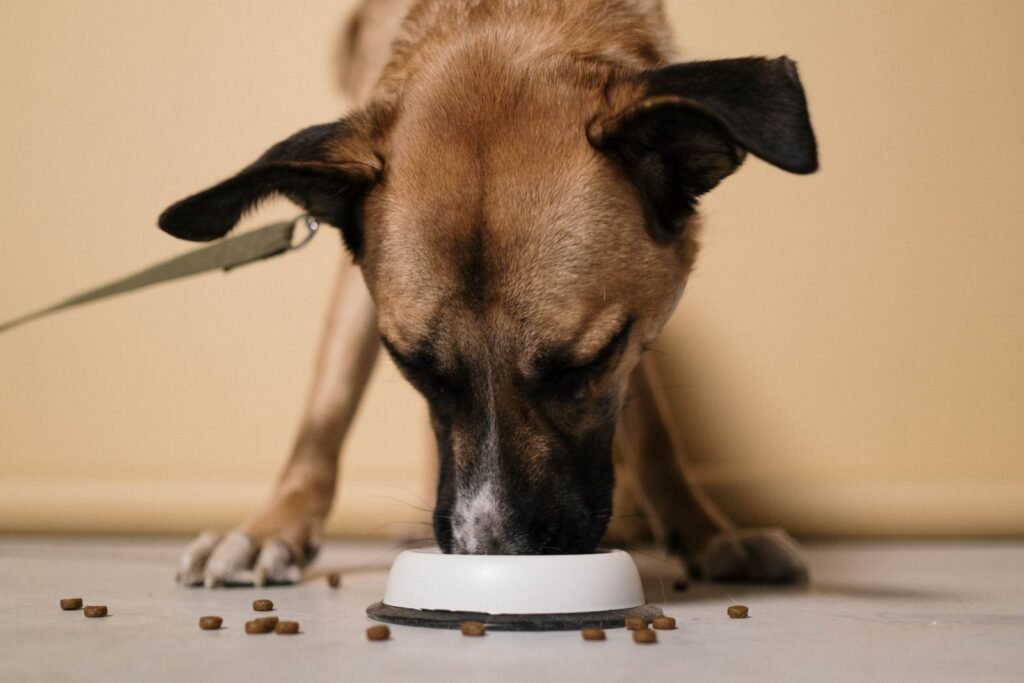 Brown dog eating kibble from a white bowl