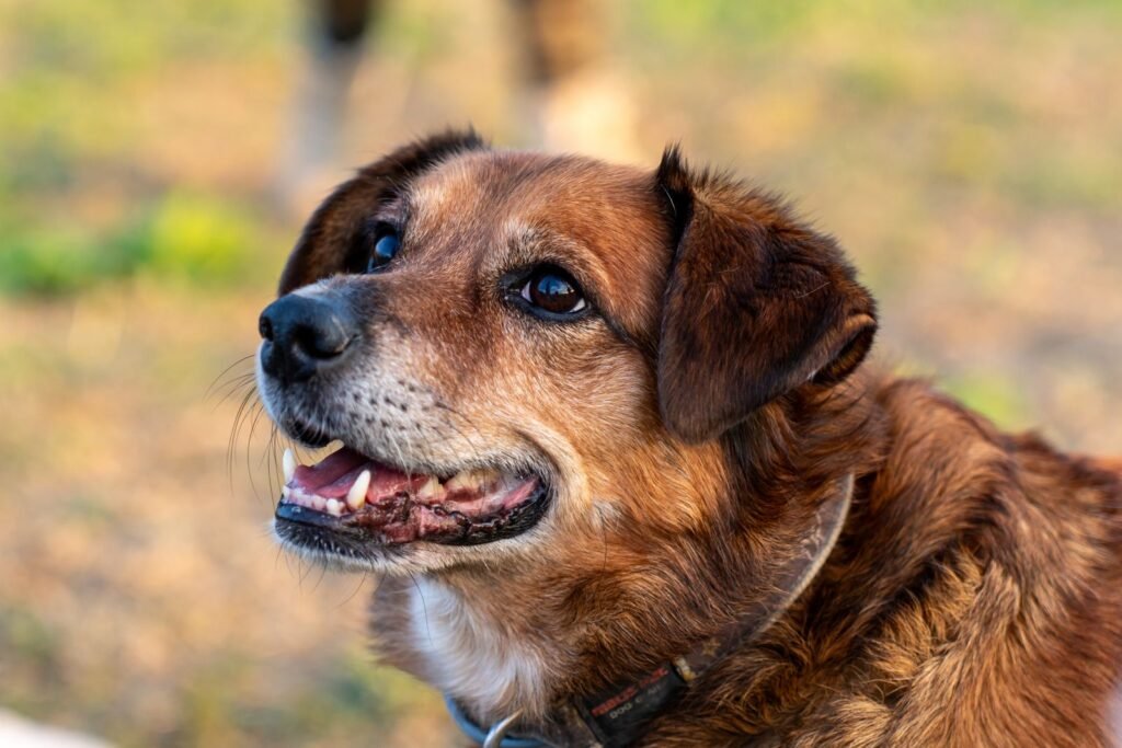 Brown mixed-breed dog smiling outdoors
