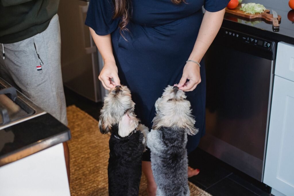 Couple feeding their Yorkshire Terriers in the kitchen