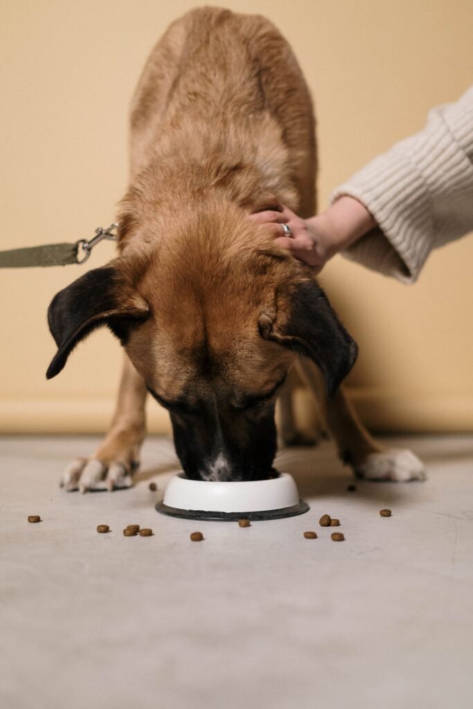 Dog eating kibble from a bowl while being petted