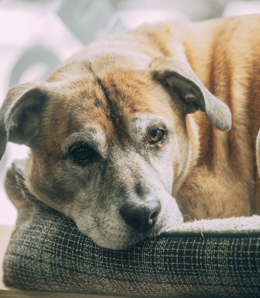Elderly dog relaxing on a comfortable bed
