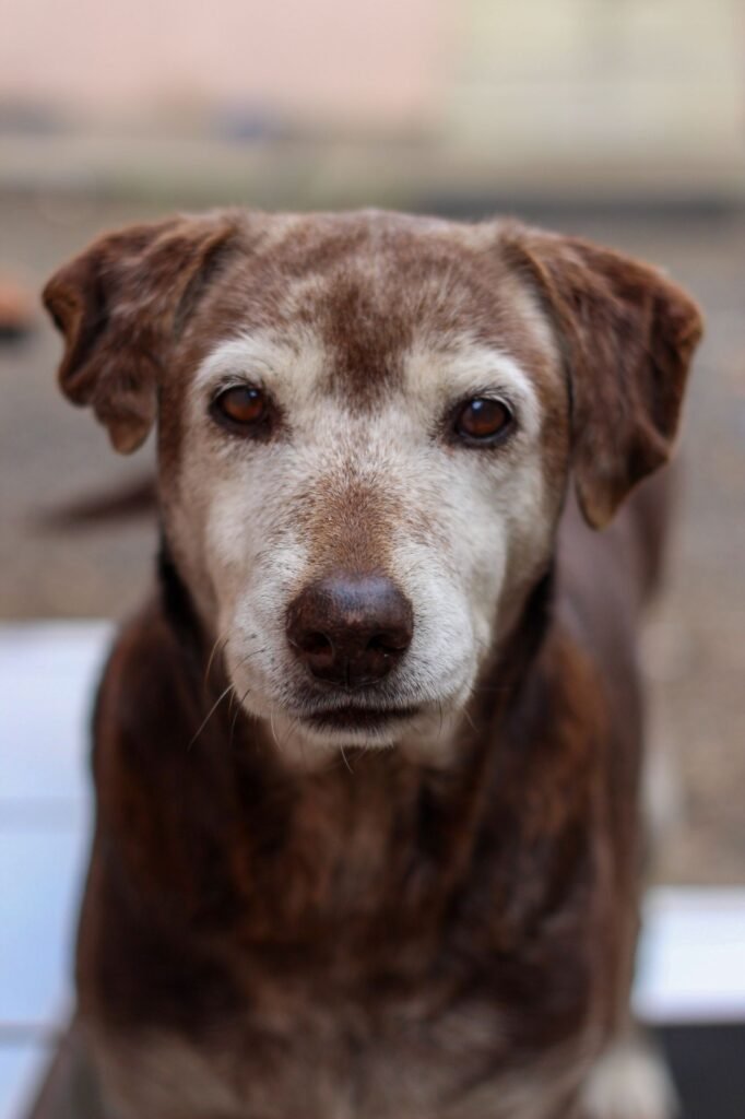 Elderly Labrador Retriever with calm eyes