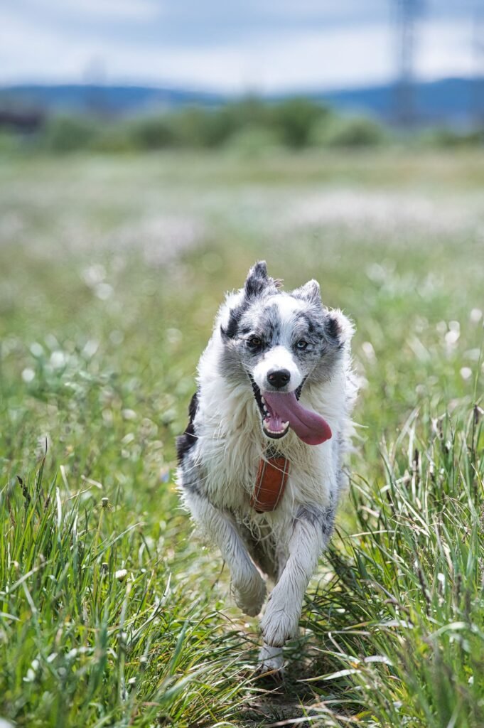 Energetic border collie running in a meadow