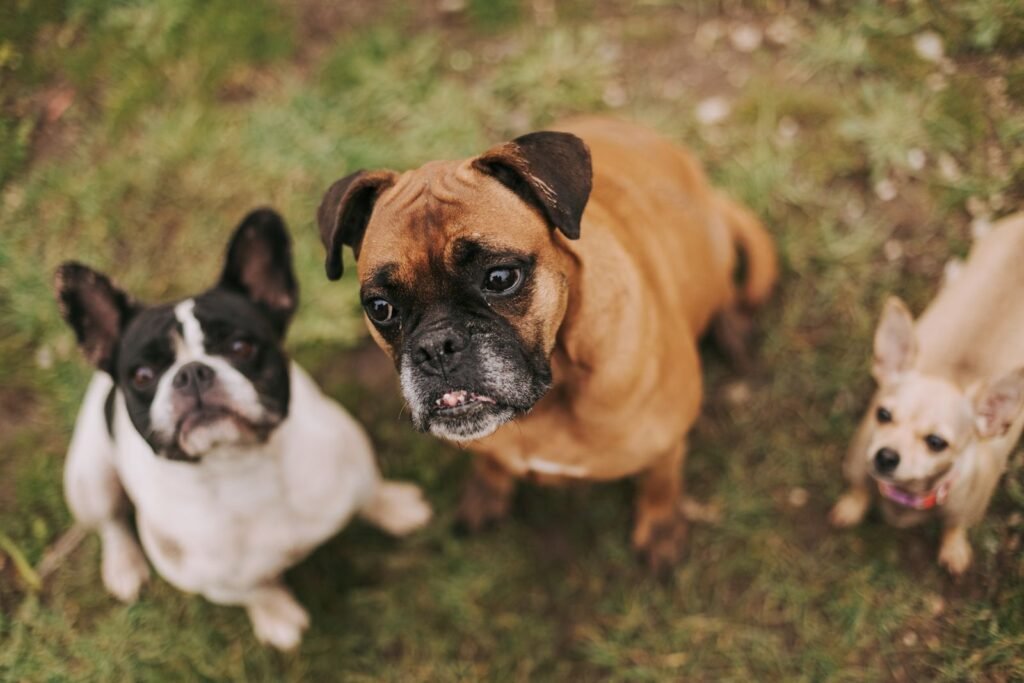 French Bulldog, Boxer and Chihuahua sitting on grass