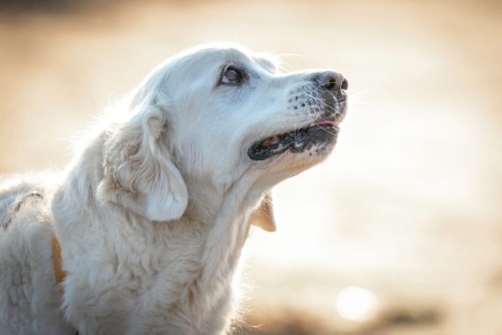 Golden Retriever in warm outdoor light