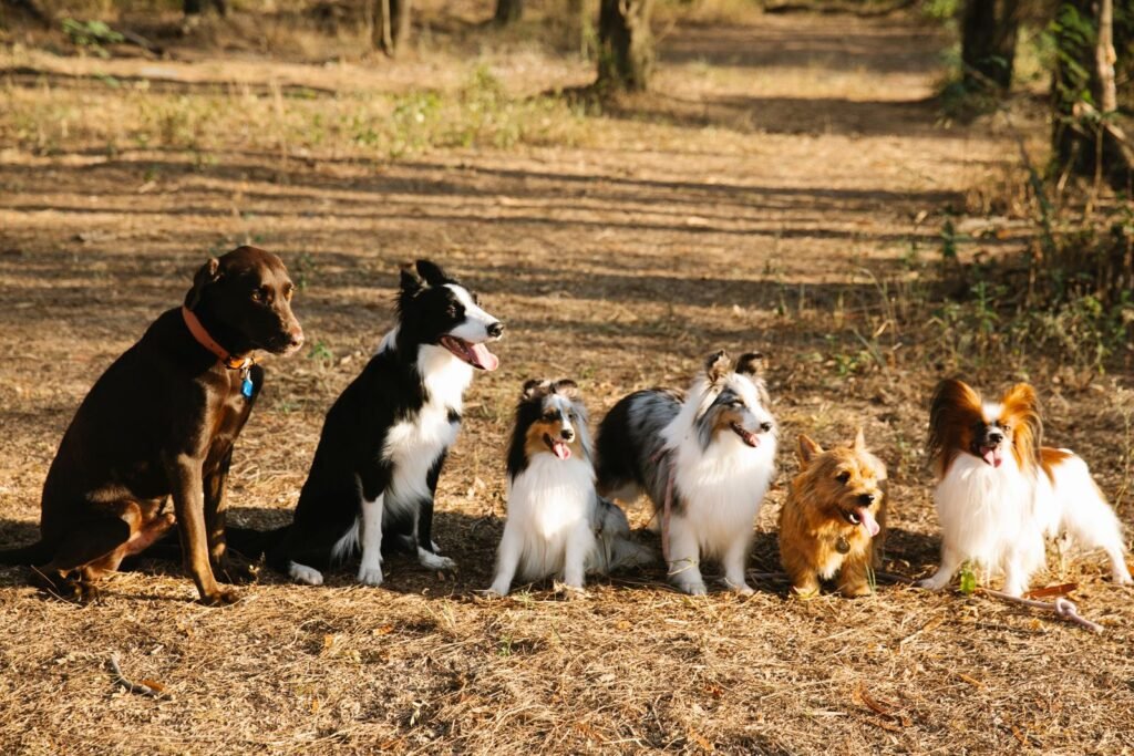 Labrador, Border Collie and Norwich Terrier sitting together