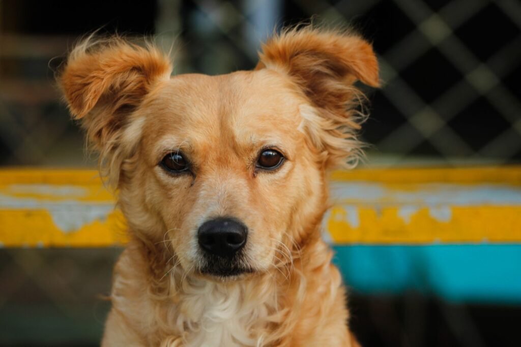 Mixed breed dog with fluffy ears