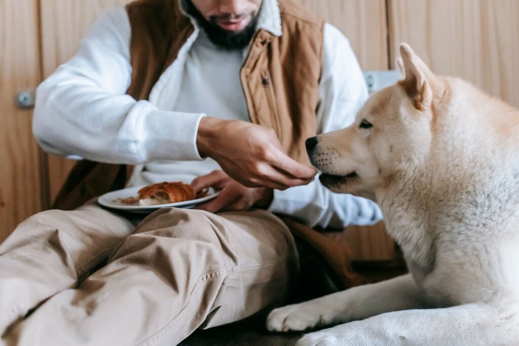 Owner feeding treats to an Akita Inu dog