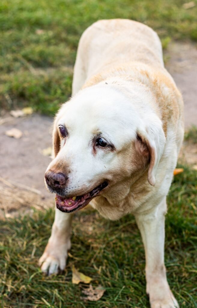 Senior Labrador Retriever standing on grass
