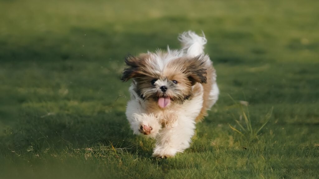 Shih Tzu puppy running on grass