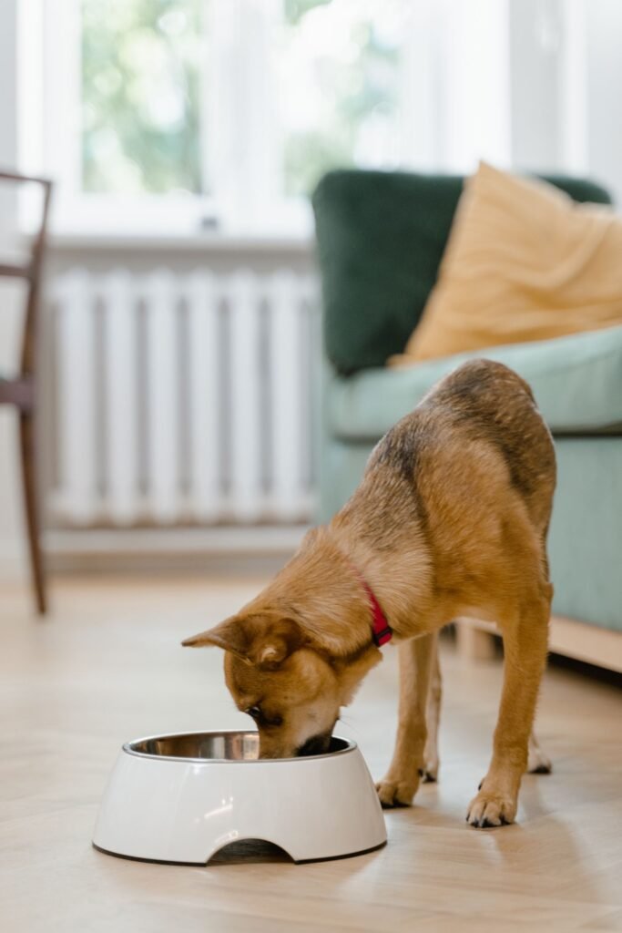 Small dog eating a measured meal from a white bowl